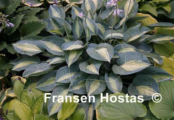 Hosta Kiwi Full Monty